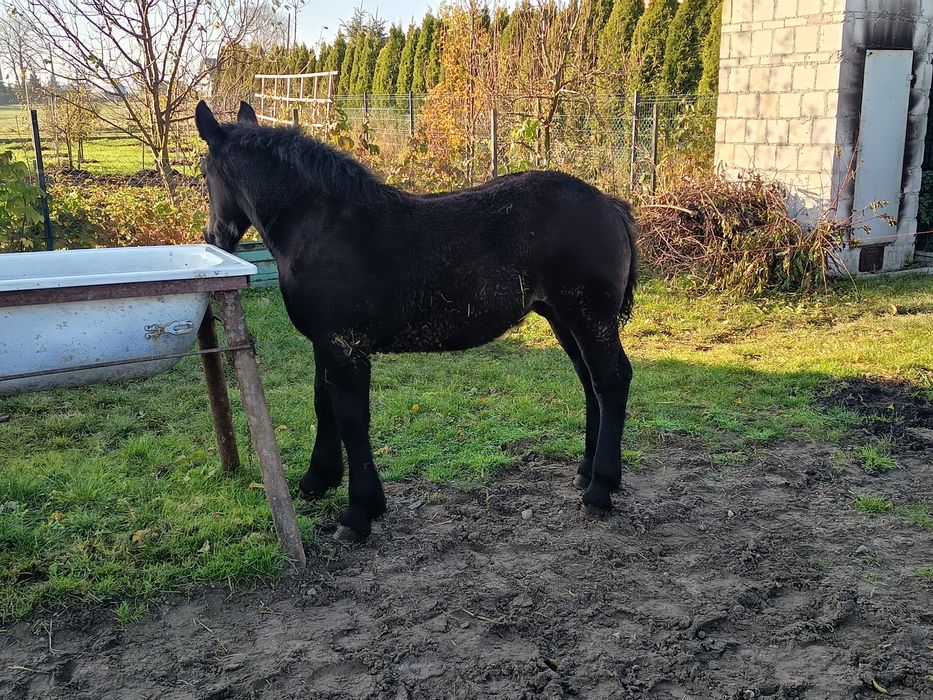 Klacz zimnokrwista typ sztumski