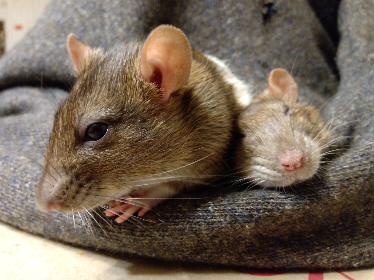 Крысы, крысята, щури, пацюки - безкоштовні відповіді, консультації