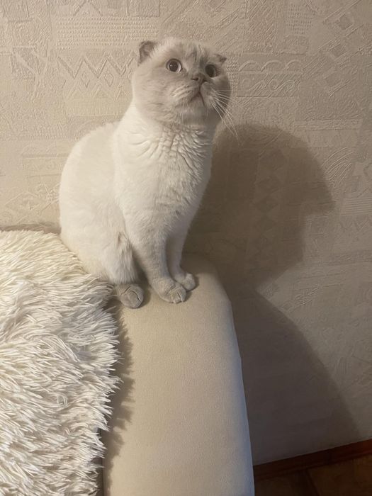 кіт  шотландский вислоухий