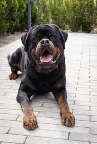 Rottweiler Ingo.