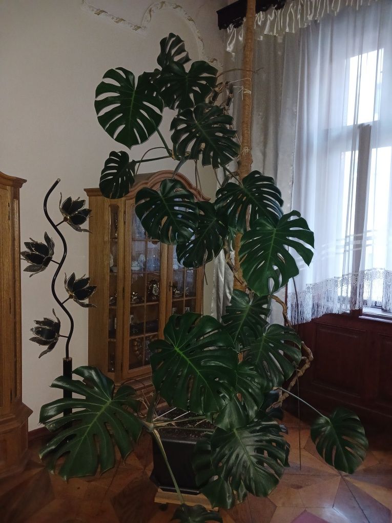 Монстери продаються