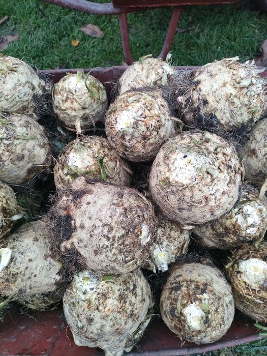 Seler korzeniowy duży