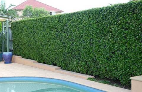 Cis pospolity(Taxus baccata)