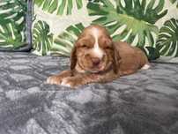Cocker Spaniel Angielski PIES