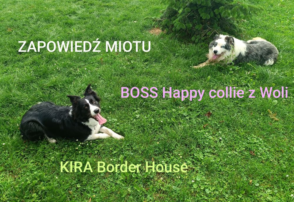 Border collie blue merle
