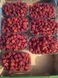 Sprzedam maliny!