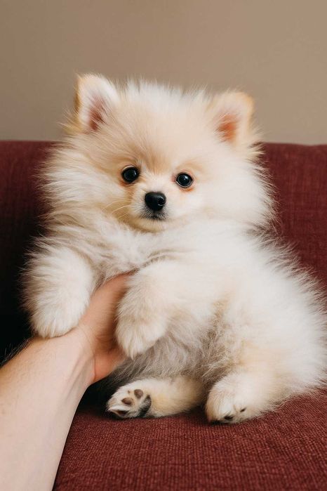 Suczka Szpic Miniaturowy Pomeranian