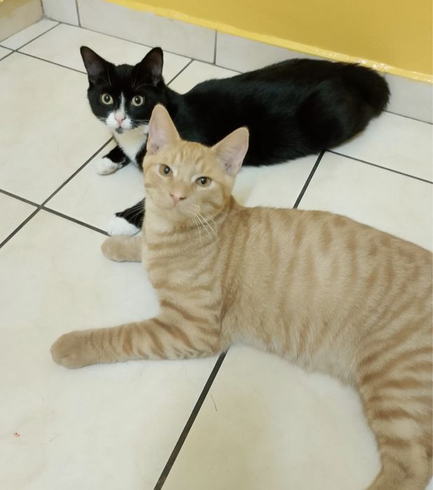 Kotki do adopcji