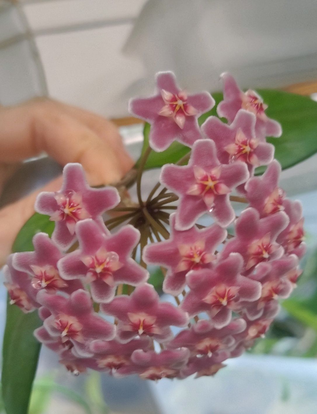 Hoya pubicalyx x fungii ukorzeniona pachnie