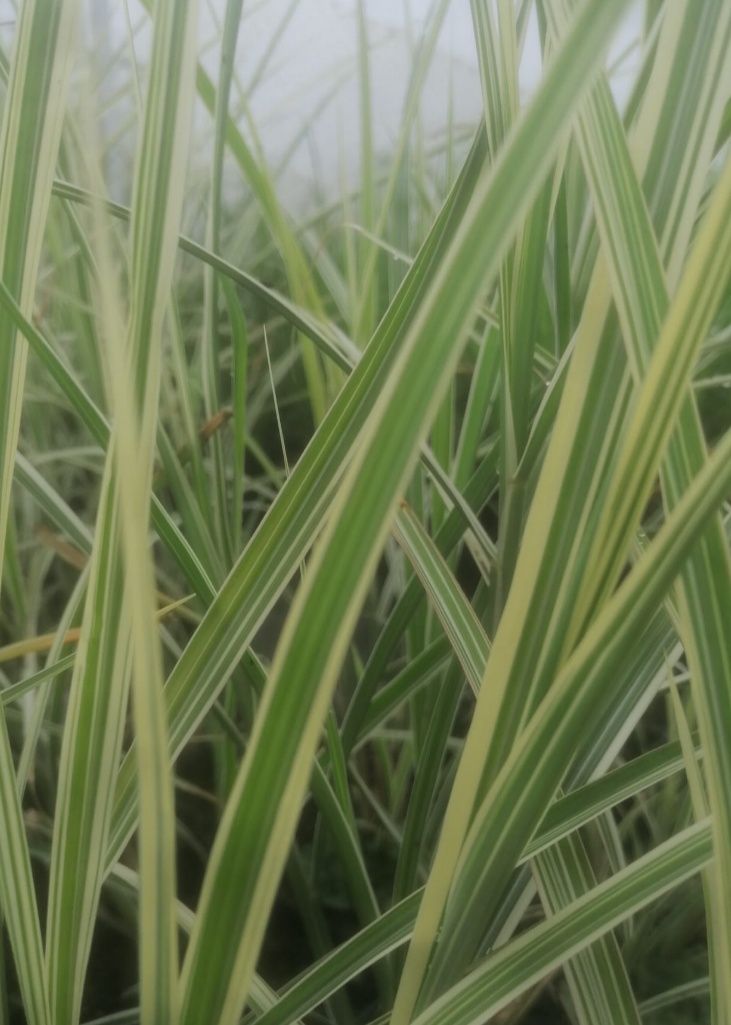 Miskant Variegatus