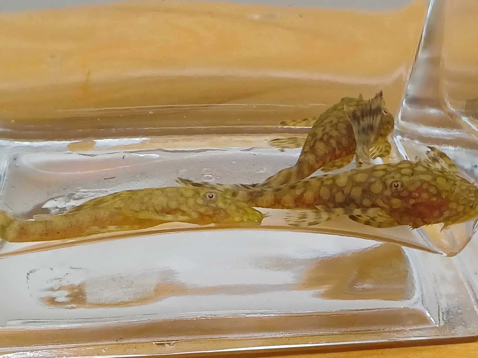 Zbrojnik Ancistrus sp. Rio Paraguay
