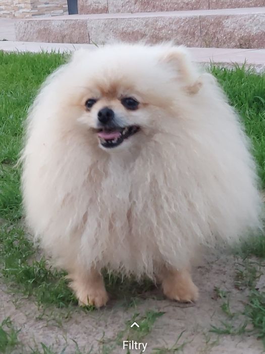 Szpic miniaturowy piesek 9 miesięcy