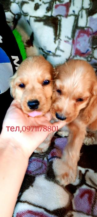 Мисливська порода собак- Англійські чистокровні кокер-спанієлі