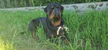 Reproduktor Rottweiler