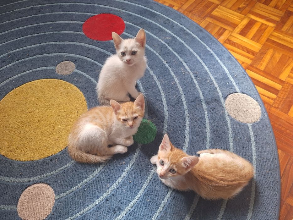 Gatinhos bebés adopção responsavel