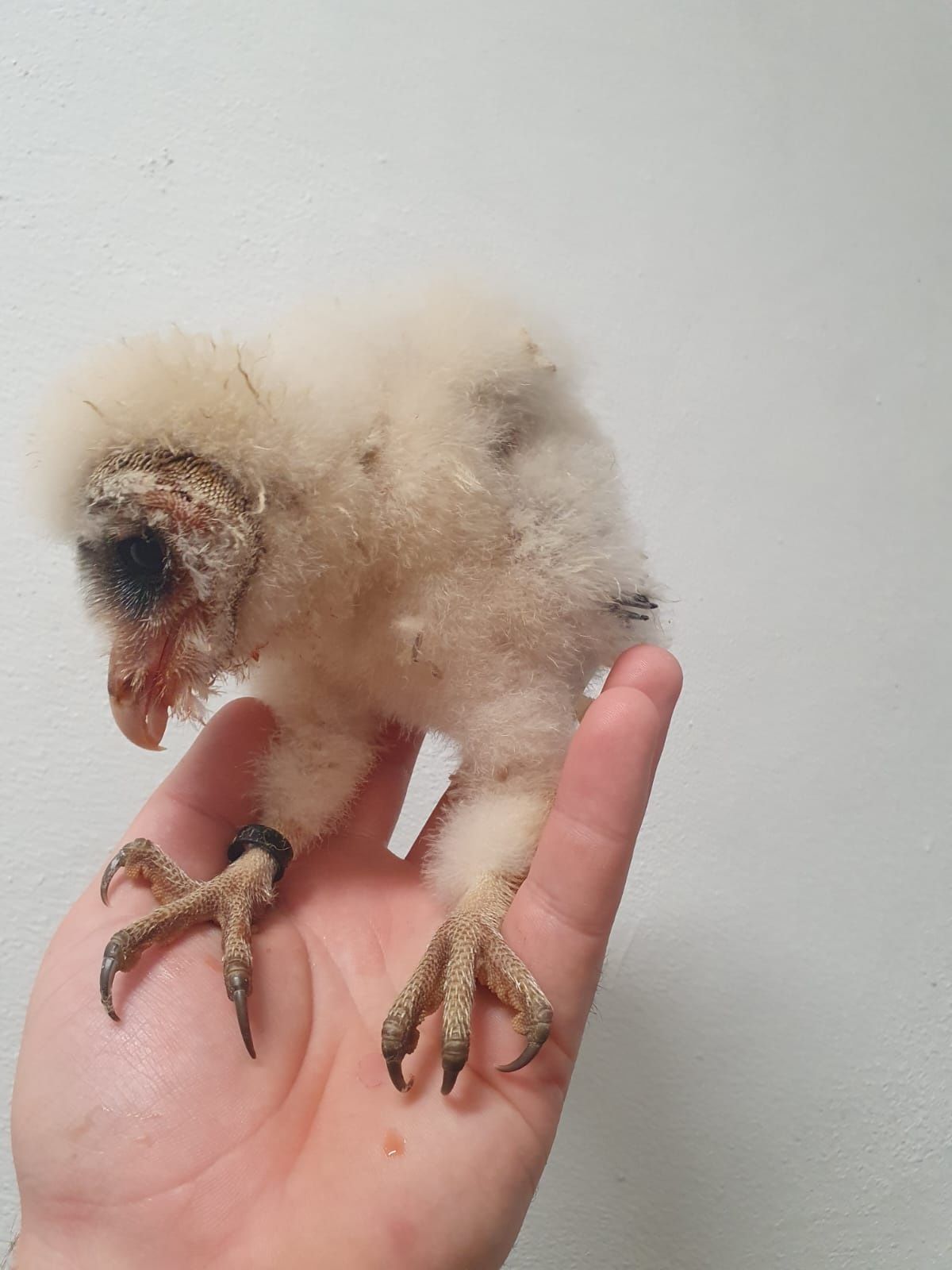 Aves disponíveis