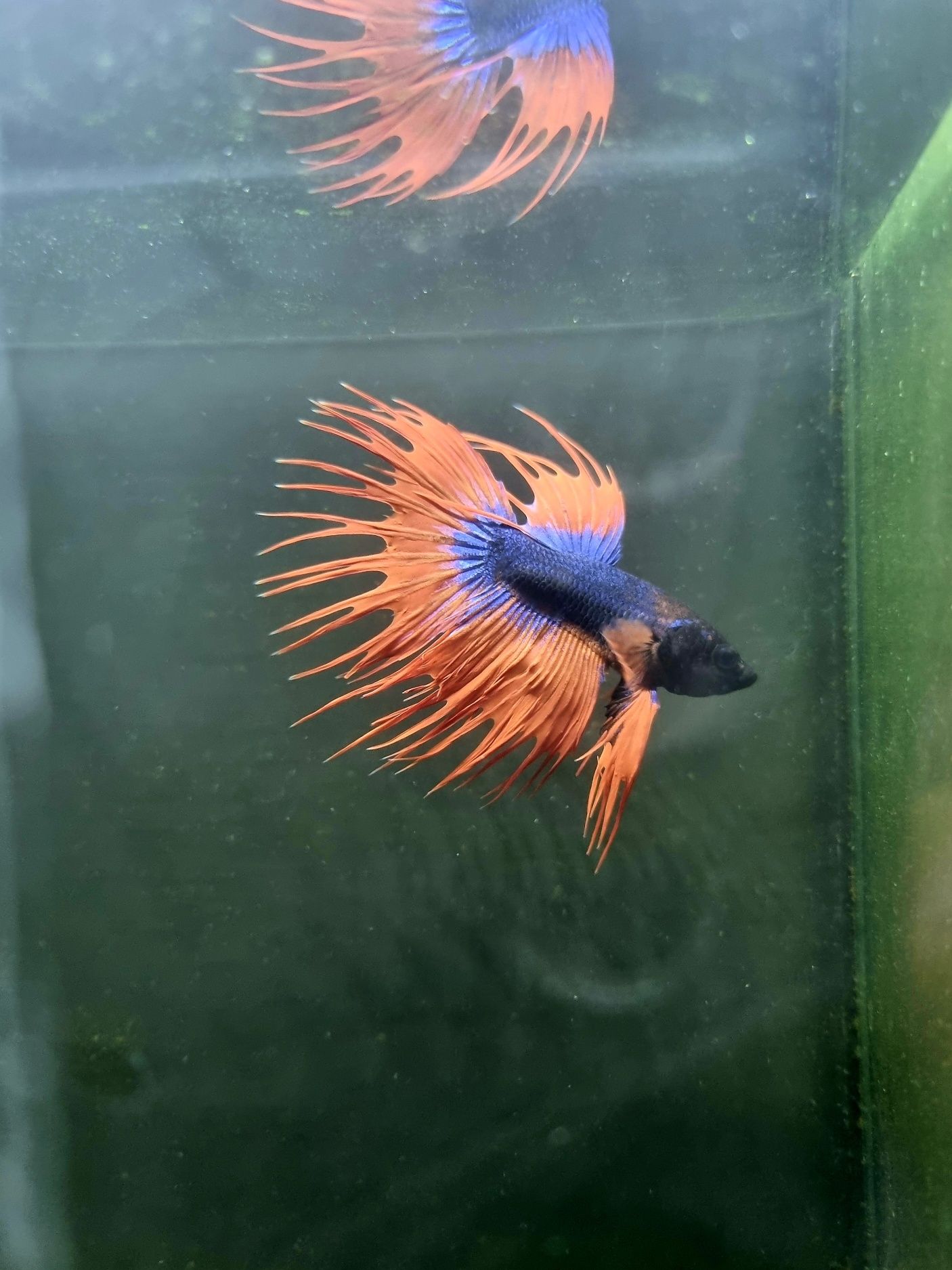 Bojownik crowntail fancy (strzępiasty)