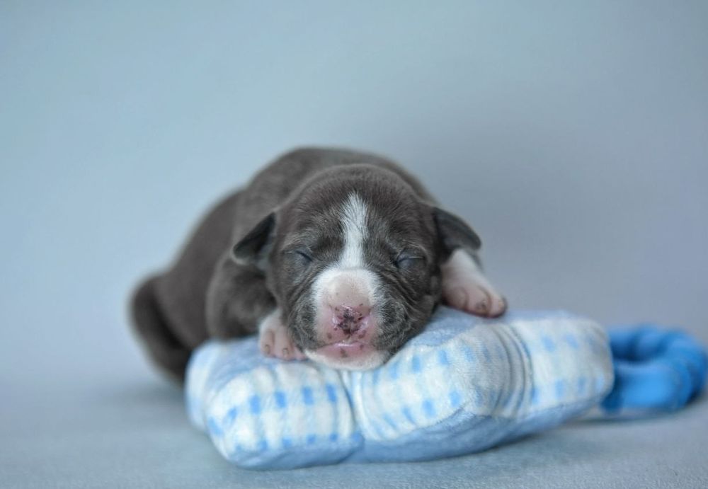 Голубая принцесса амстафф, стафф, стаффордширский терьер