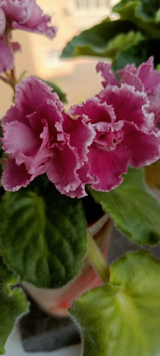 Фіалки. Продаю фіалки