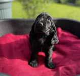 Cocker Spaniel Angielski -piesek
