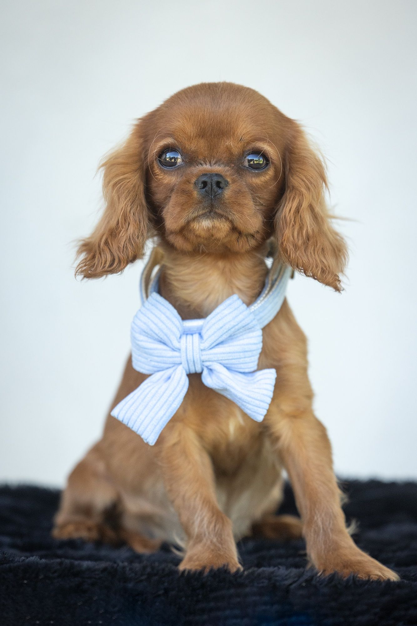 Cavalier King Charles Spaniel* Mini Chłopczyk LUIS* gotowy do odbioru