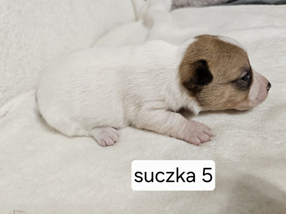 Suczka Jack Russell Terrier