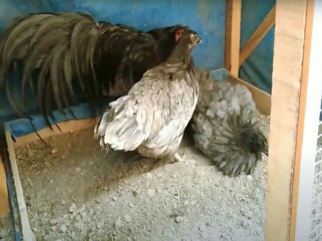 Інкубаційне Яйце Суматра чорна, золото, голуба.