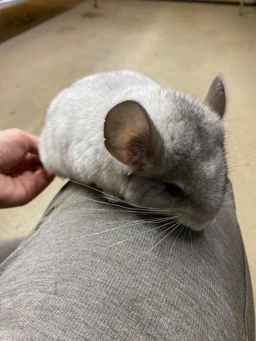 Szynszyl barwa biała mozaika. 
Szynszyl młody, zdrowy, dam karmę na st