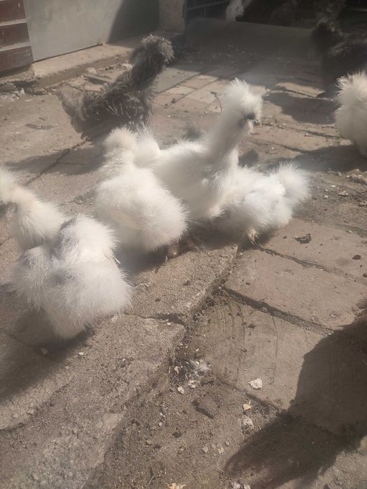 Jajka lęgowe siłka USA jedwabiste lub satyna