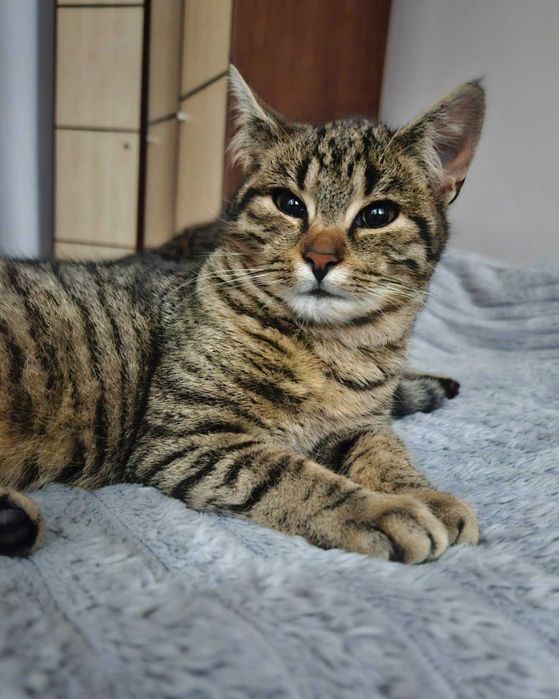 Ares szuka domku na zawsze