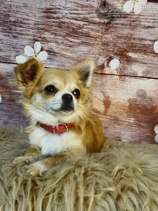 CHIHUAHUA piesek długowłosy ZKwP (FCI)