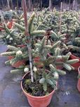 Jodła Pinsapo Aurea 135 zł