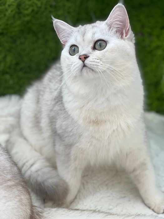 Scottish shorthair