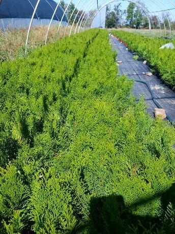 Tuje Tuja Szmaragd 40-50cm Thuja Smaragd Producent