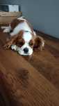 Cavalier King Charles spaniel szczeniak