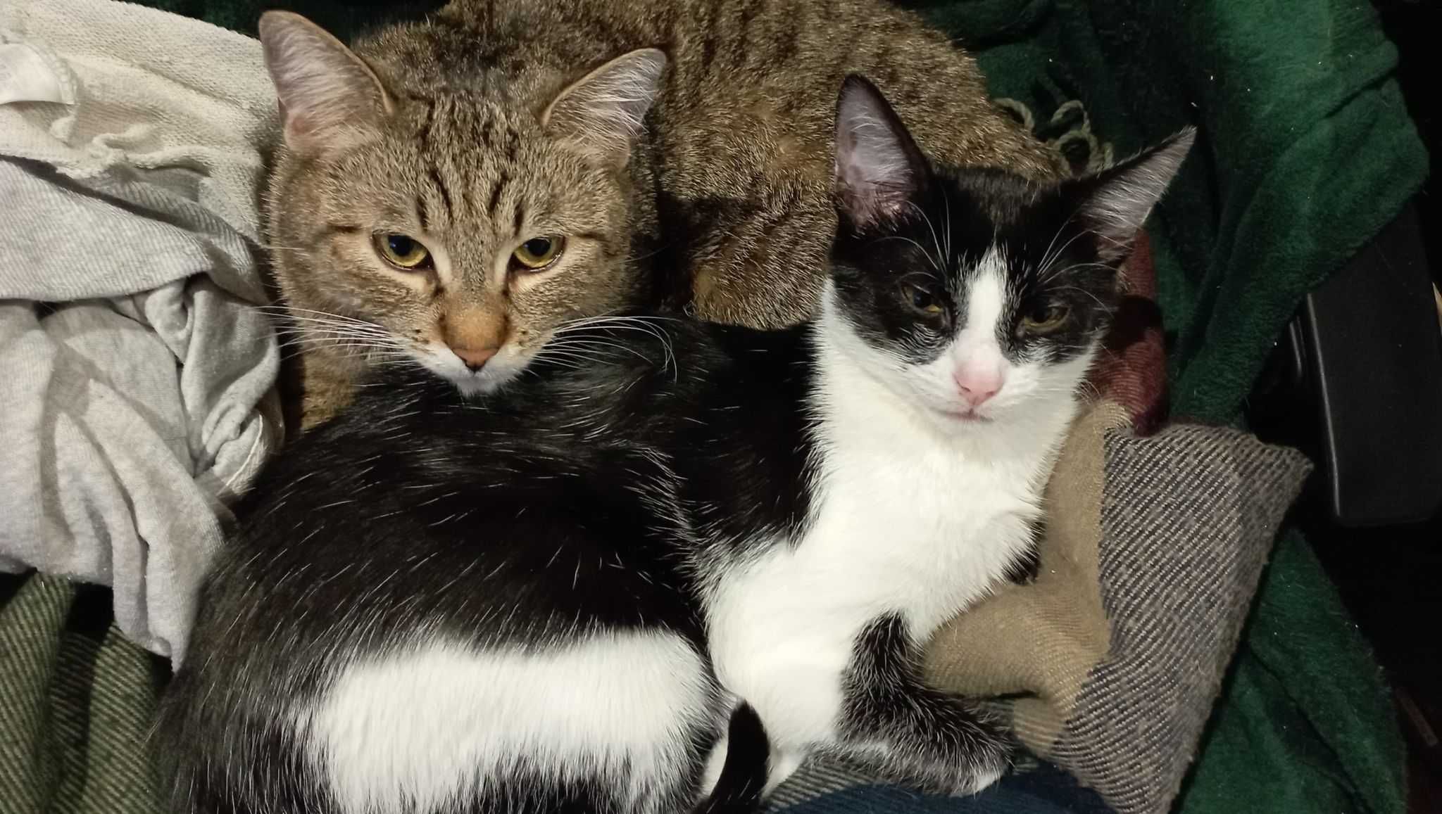 Dwa kotki szukają domu