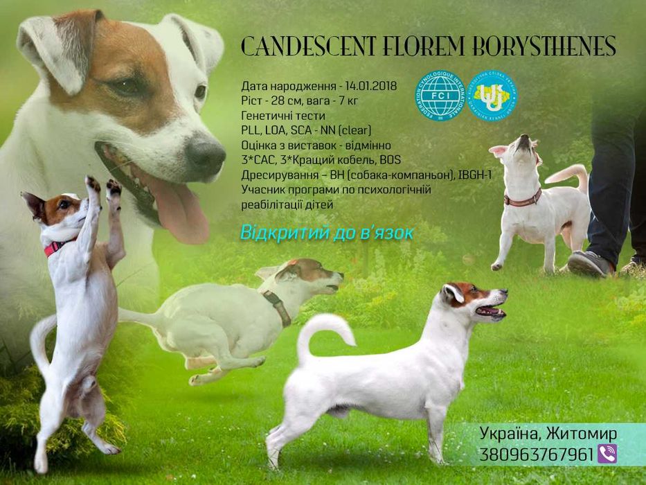 В'язка Джек Рассел тер'єр КСУ