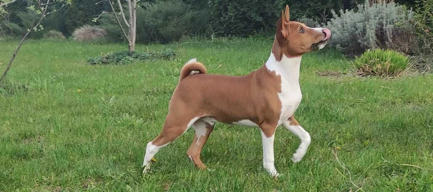 Цуценята Басенджі, Basenji puppies, Басенджи щенки