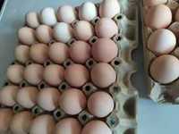 Świeże jajka z hodowli przydomowej