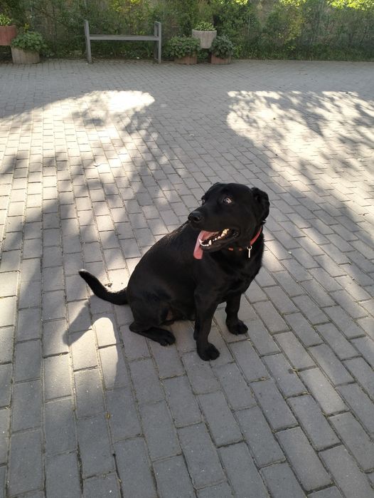Лабрадор для в'язки