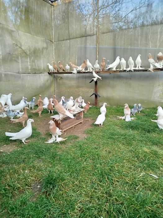 Gołębie Garłacze Pomorskie Kariery Rzeszowskie Niemiecki Wystawowy