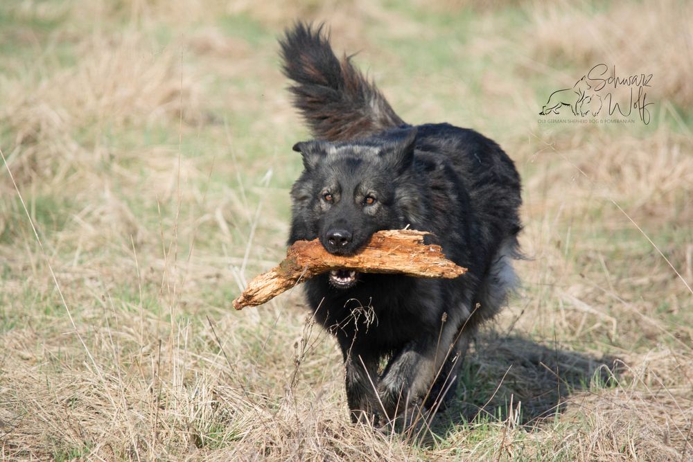 Owczarek staroniemiecki czarny chłopak Linia DDR