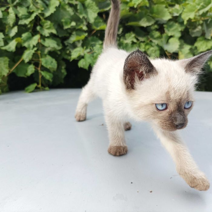 Котят отдам бесплатно