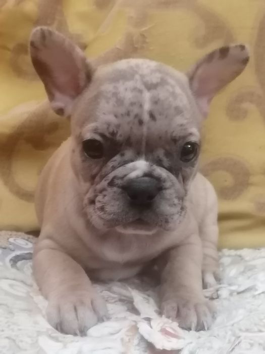 Buldog francês macho