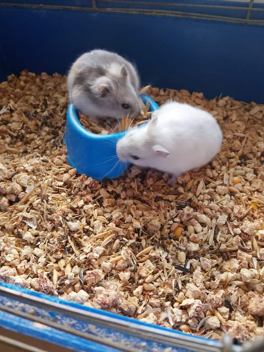 Джунгарский хомяк