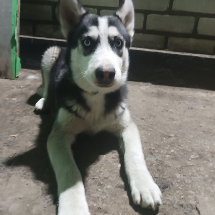 Продажа маламута