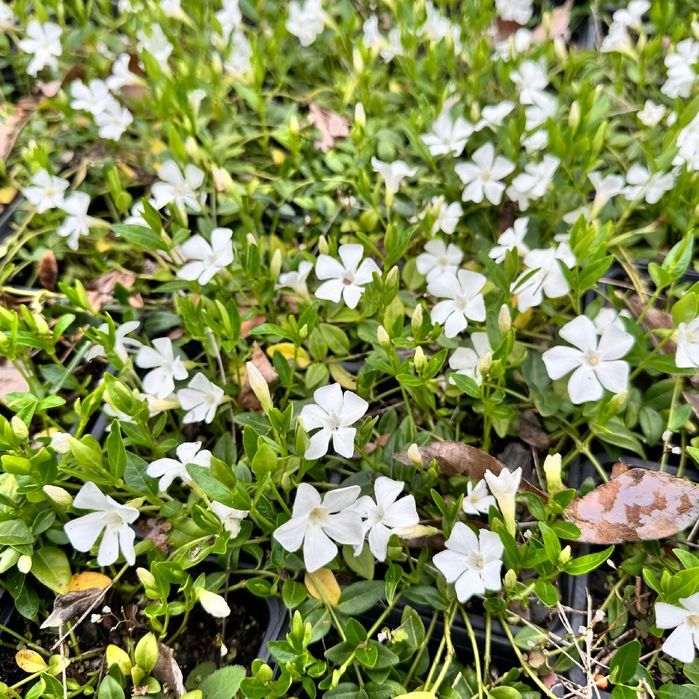 Barwinek pospolity 'Elisa' Miniaturowy Okrywowy (Vinca minor) 0.5L