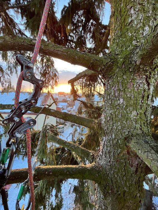 Alpinistyczna wycinka drzew, pielegnacja drzew, formowanie zywoplotów