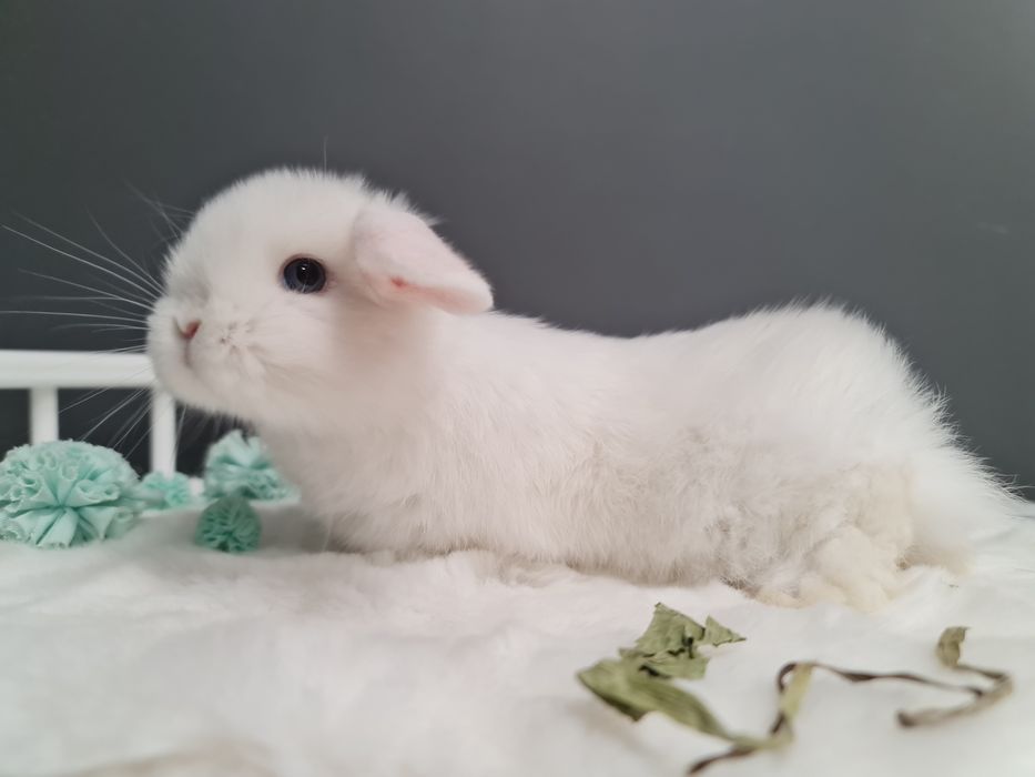 Mini lop królik króliczek miniaturka baranek hodowla transport