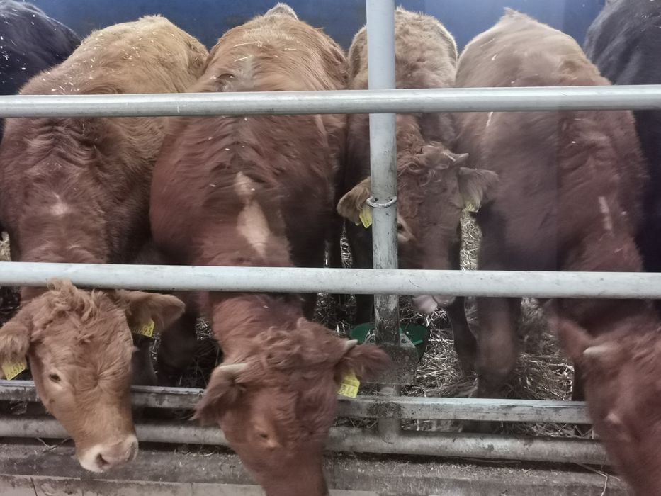 Odsadki mięsne limuse